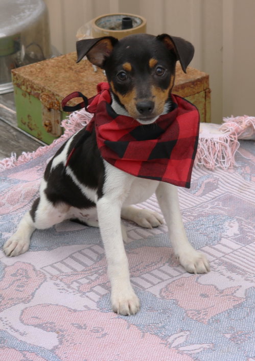 Tucker