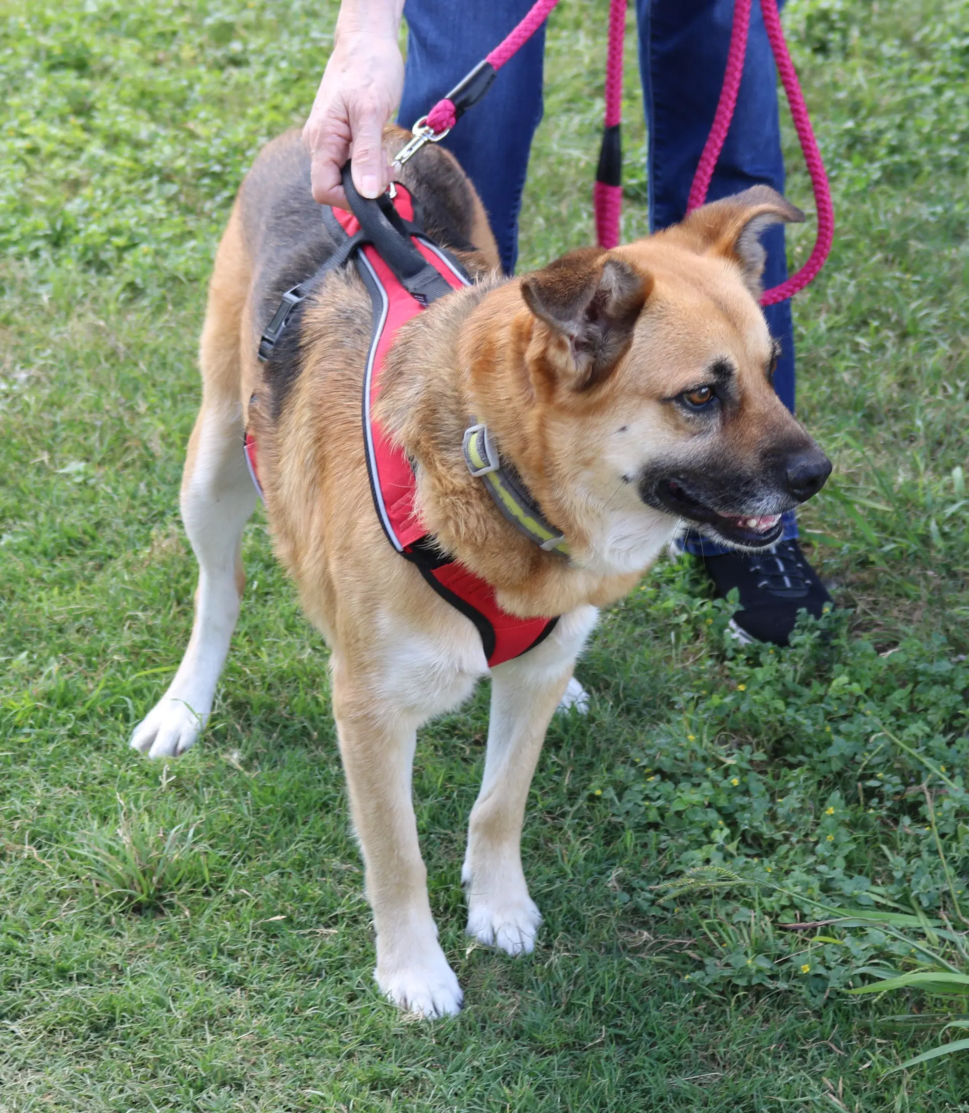 Sadie image 4