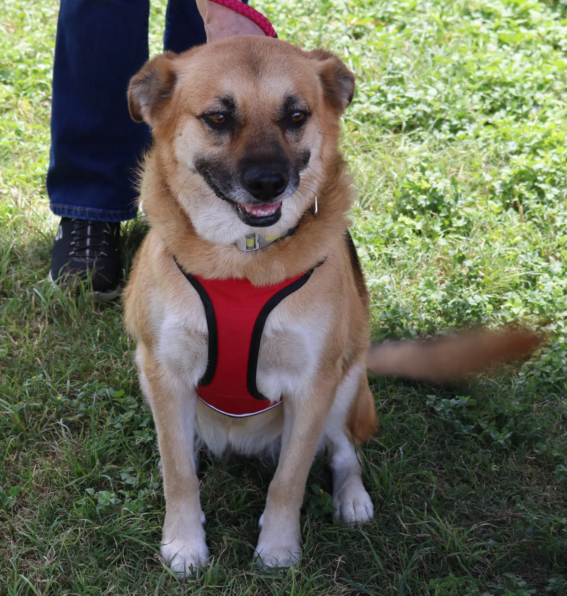 Sadie image 2