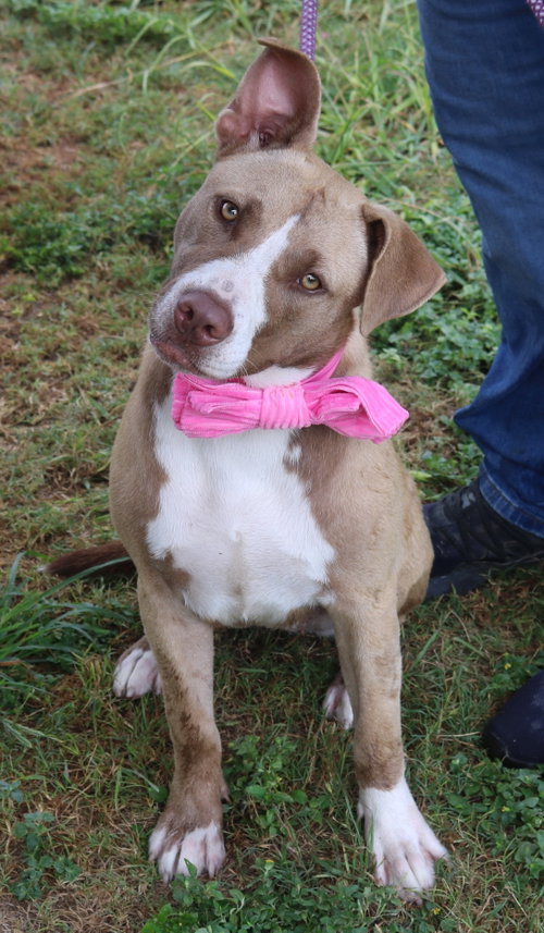 QT, an adoptable Labrador Retriever in Bandera, TX