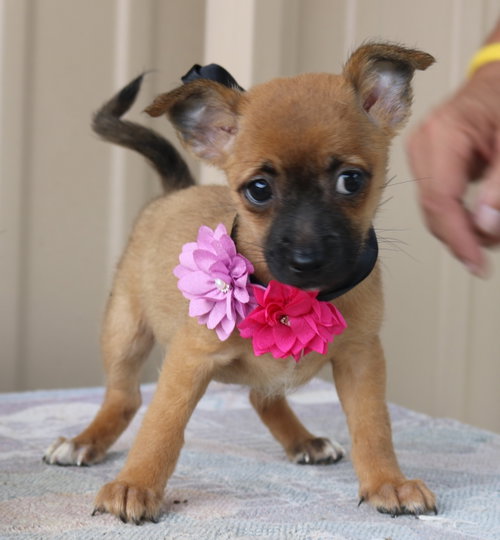 Bitsy, an adoptable Cairn Terrier in Bandera, TX