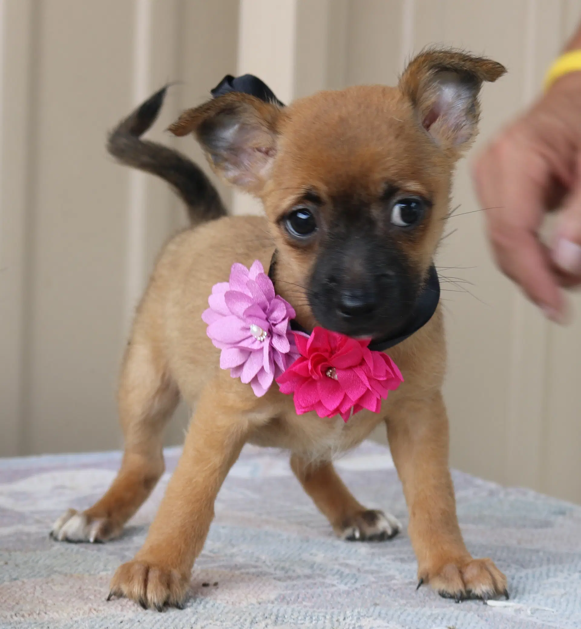 Bitsy - Cairn Terrier