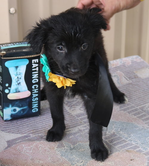 Hannah, an adoptable Cairn Terrier in Bandera, TX