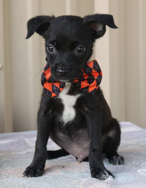 Max