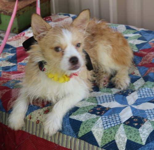 Foxy Lady, a dog for adoption from Cowboy Capital Pet Assistance League