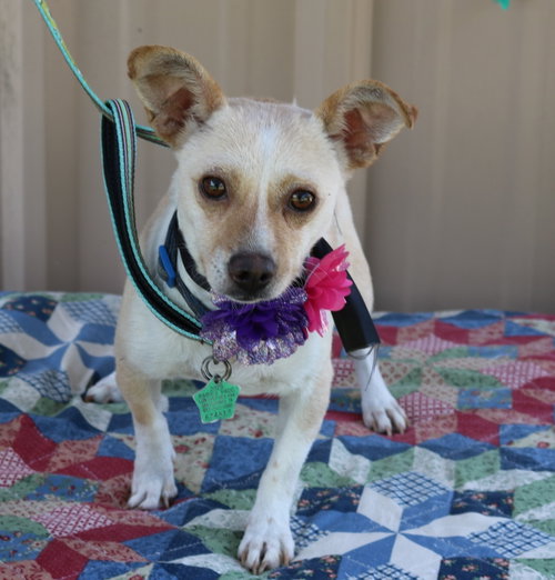 Layla, a dog for adoption from Cowboy Capital Pet Assistance League