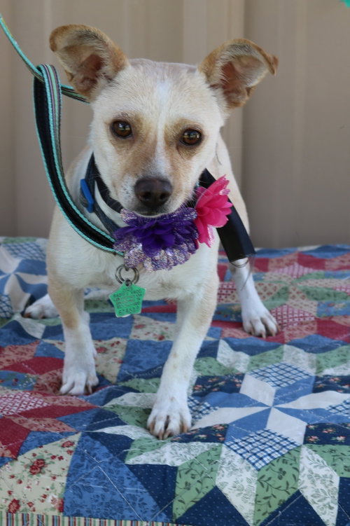 Layla, a dog for adoption from Cowboy Capital Pet Assistance League