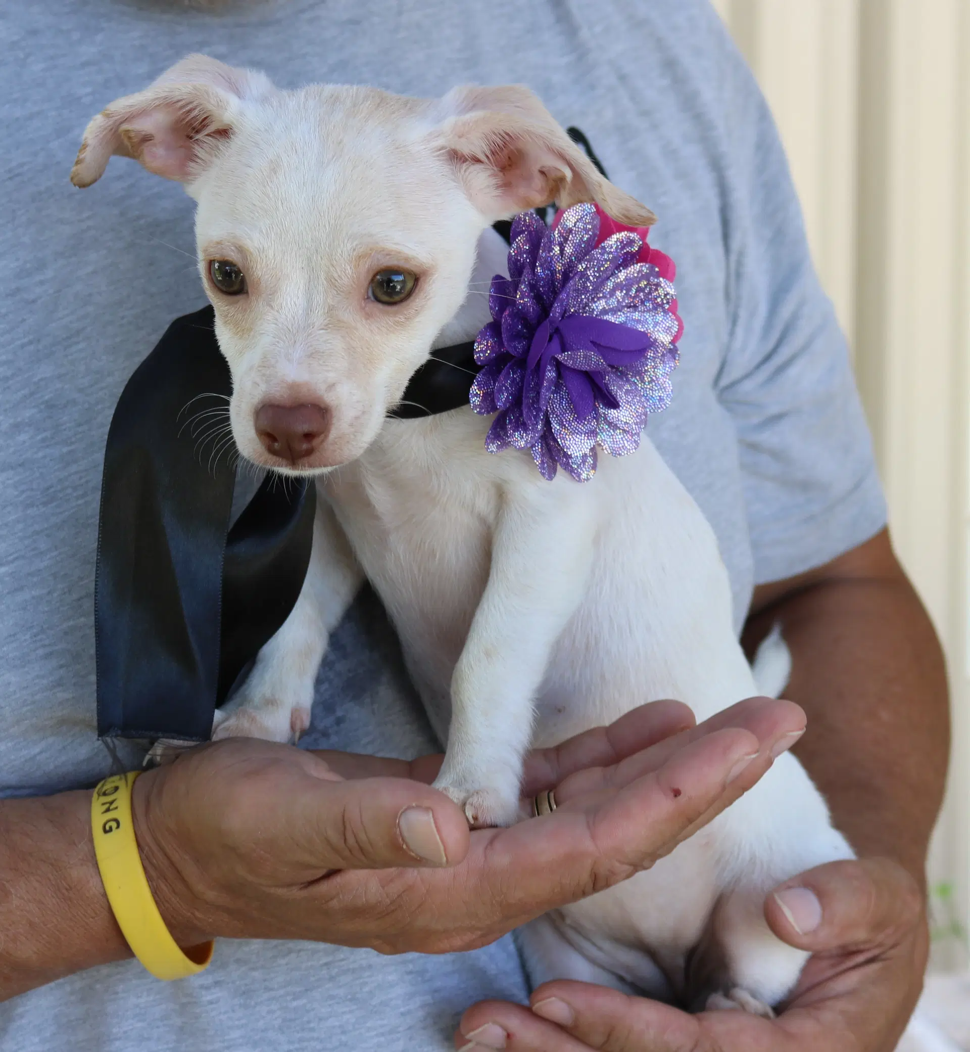 Darla - Chihuahua