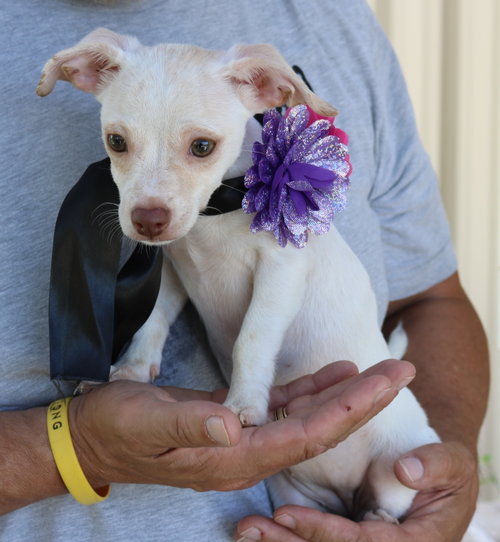 picture of the dog needing adoption