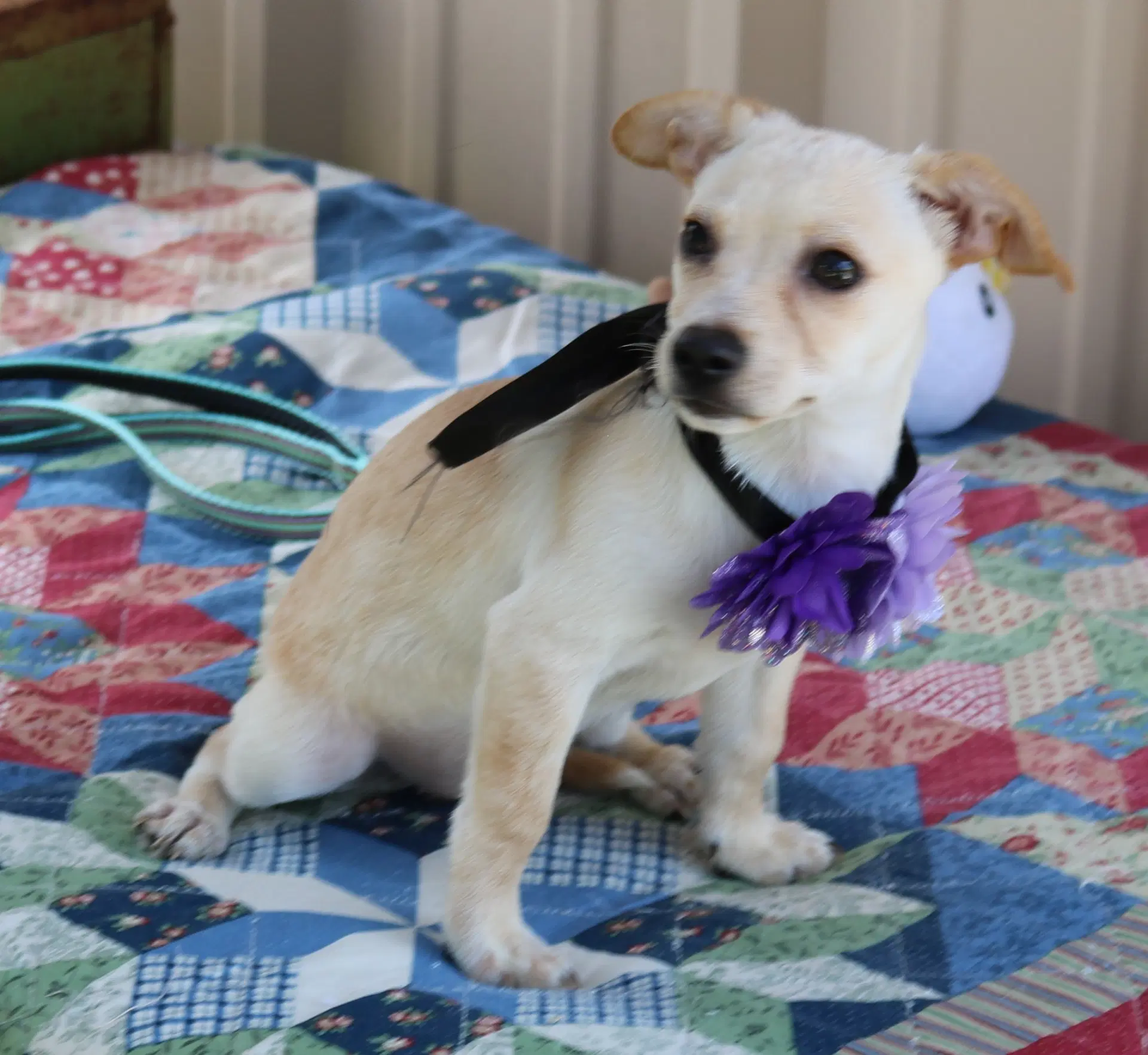 Daisey Mae image 3
