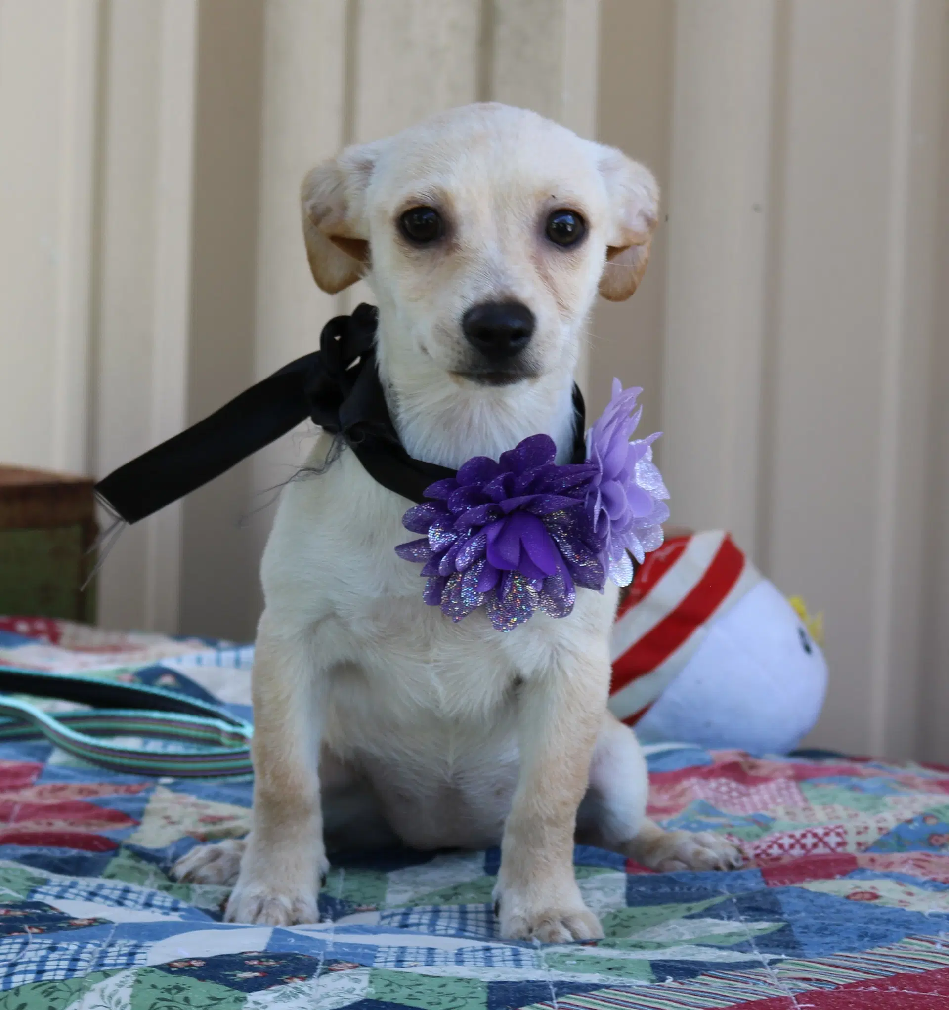 Daisey Mae - Chihuahua
