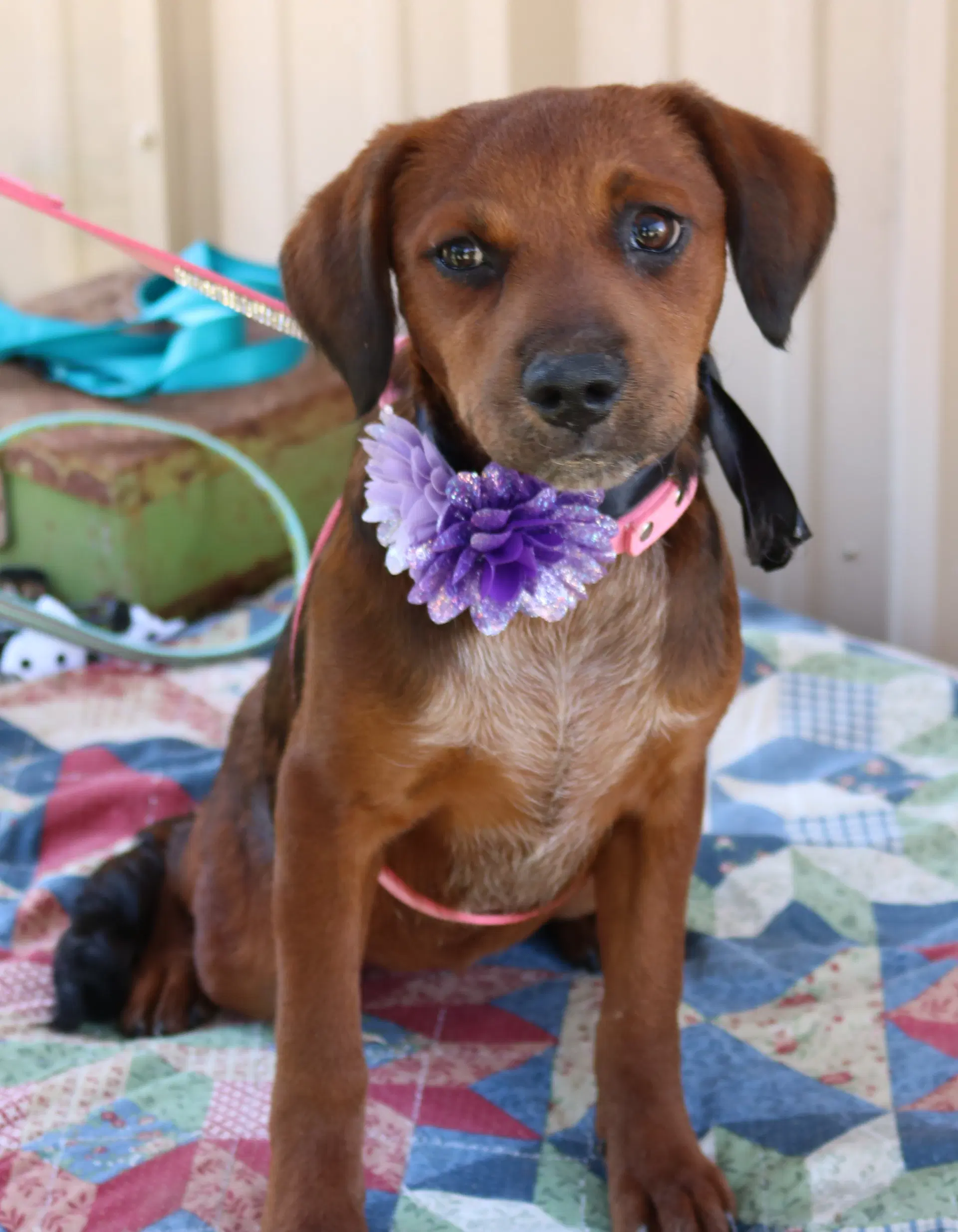 Annabelle - Dachshund