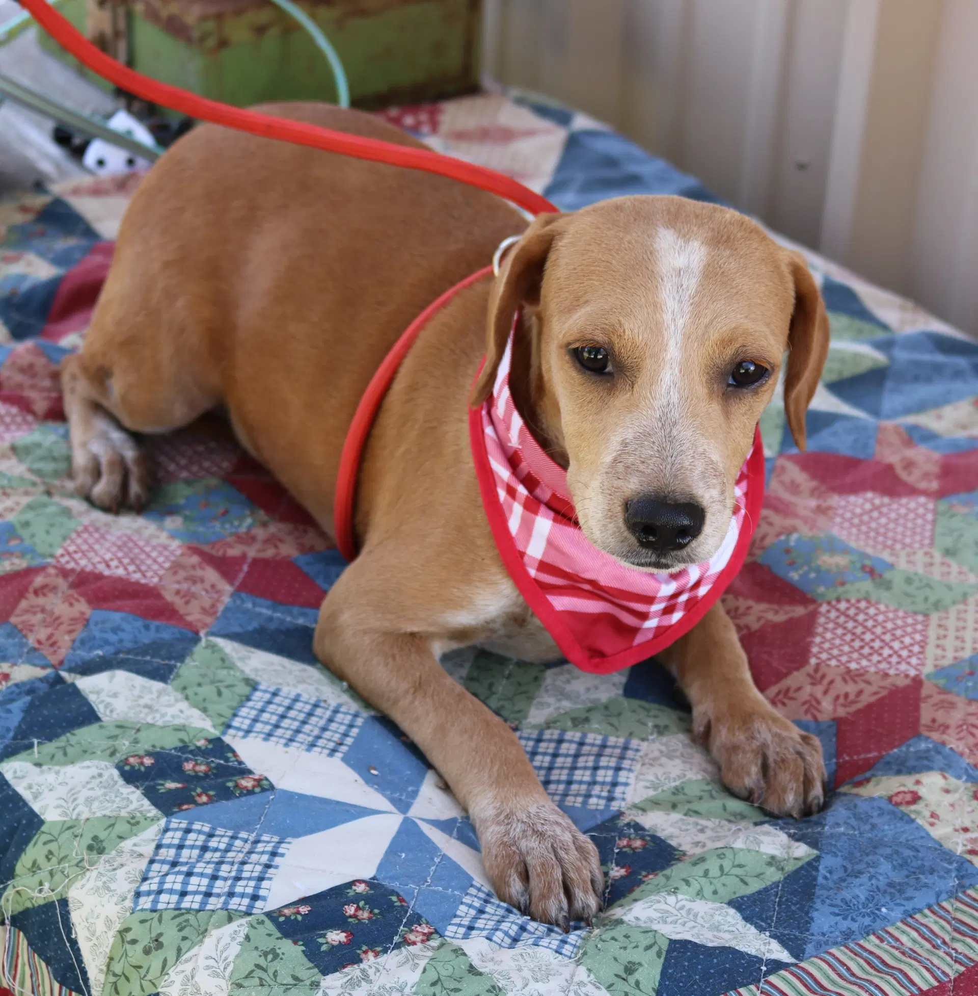 Cosmo - Dachshund