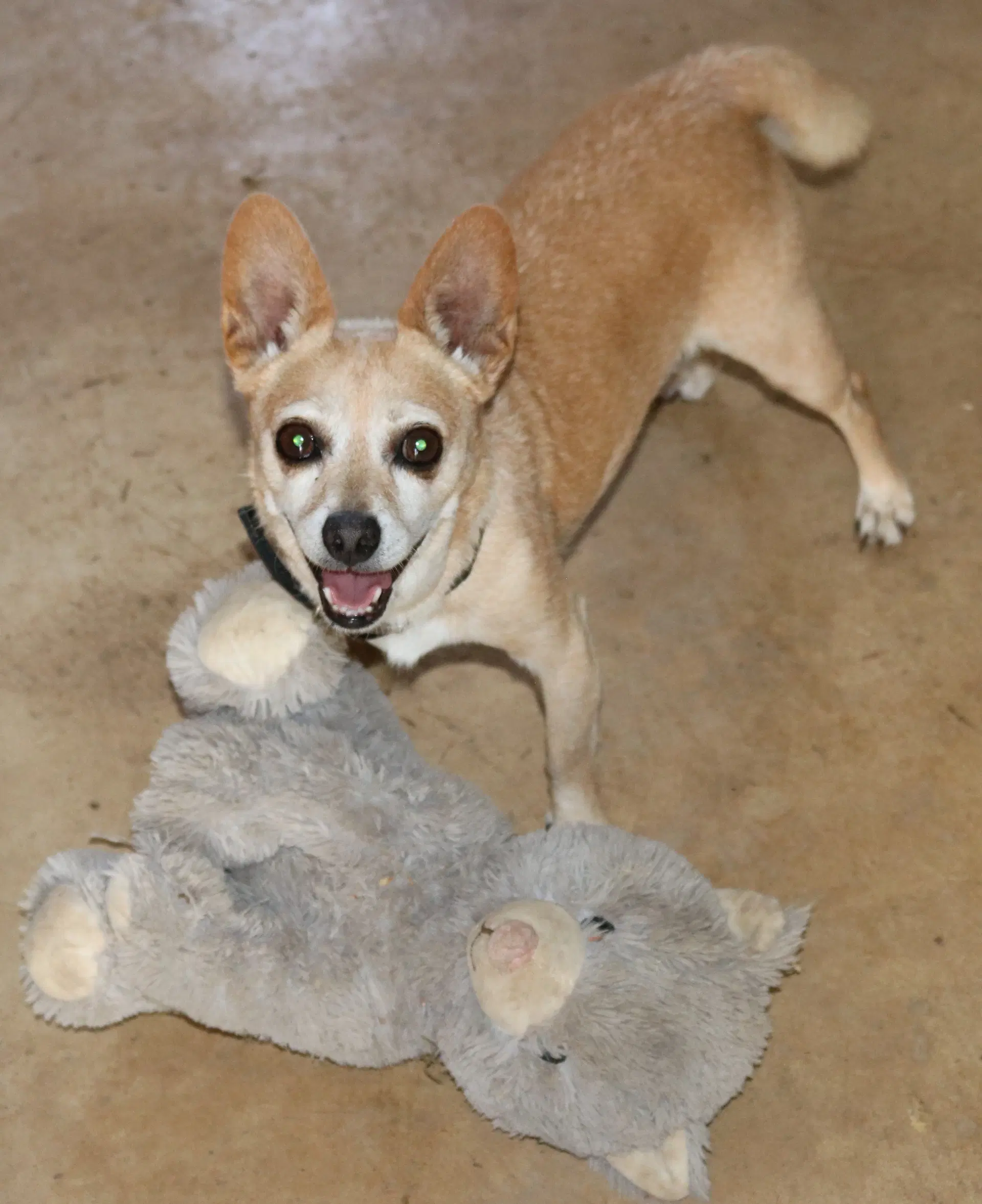 Butter - Chihuahua
