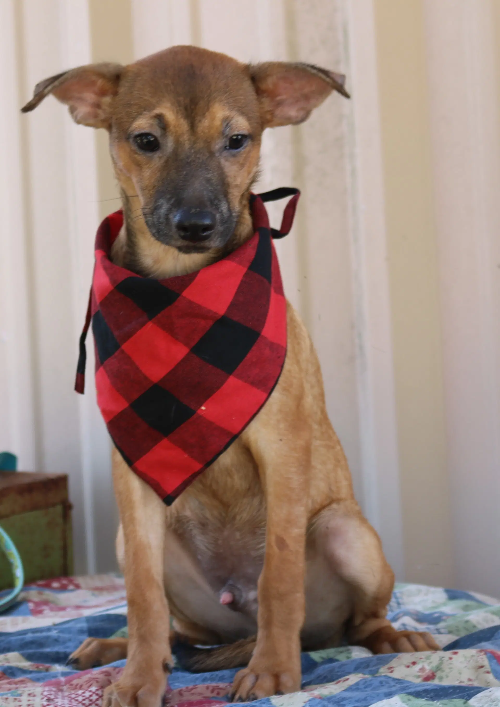 Sean - Terrier