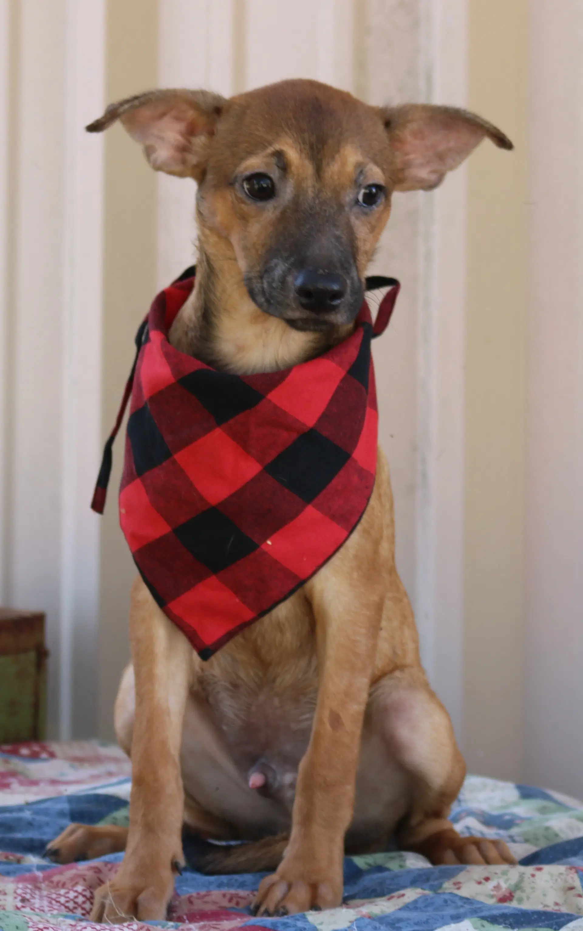Sean - Terrier