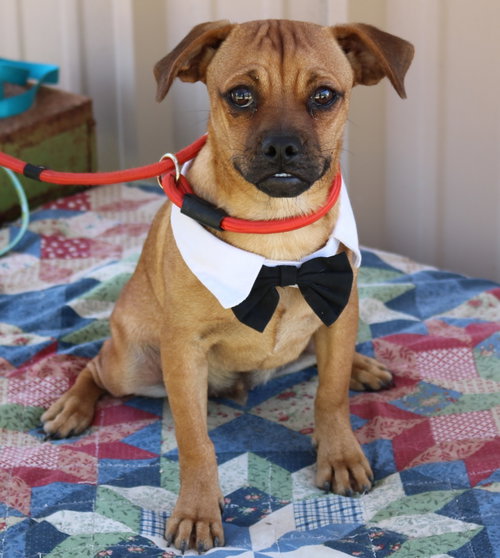 Johnny, a dog for adoption from Cowboy Capital Pet Assistance League