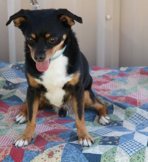 Toby photo 1