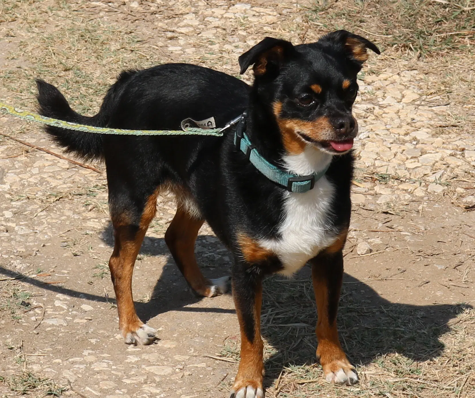 Toby image 3