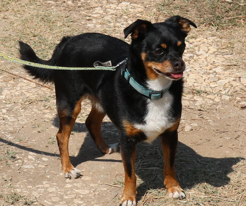 Toby photo 2