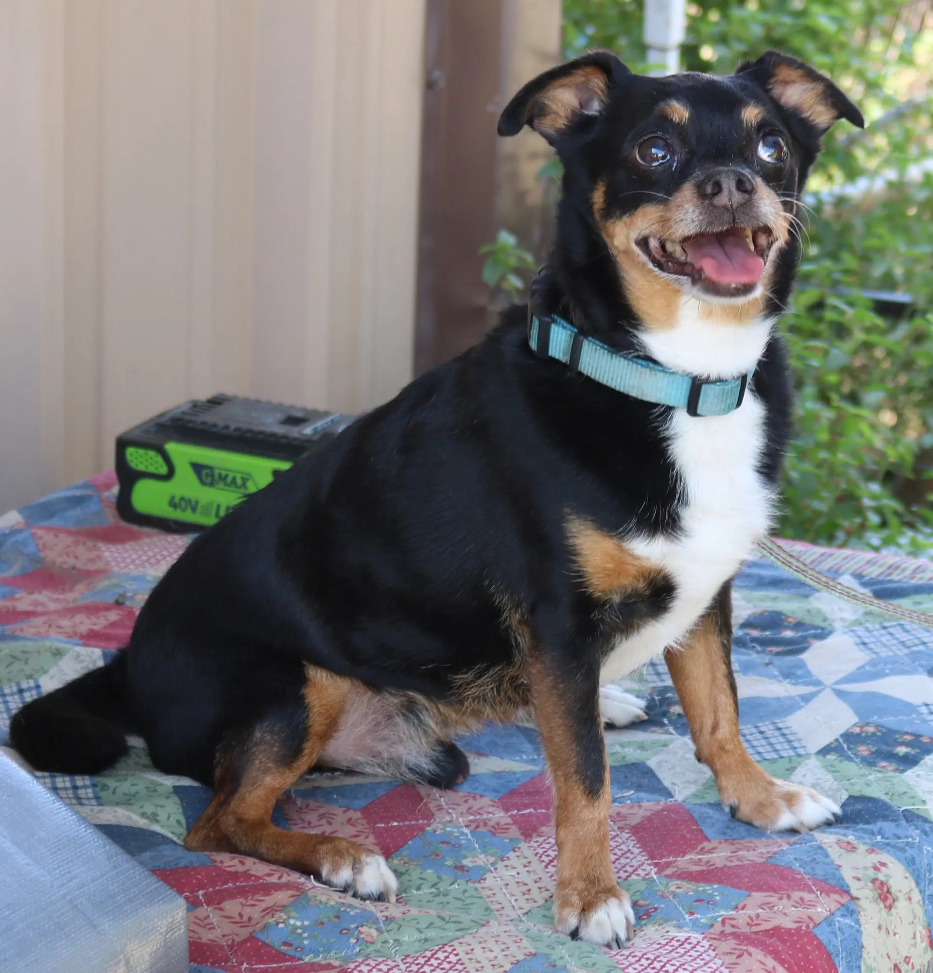 Toby - Chihuahua