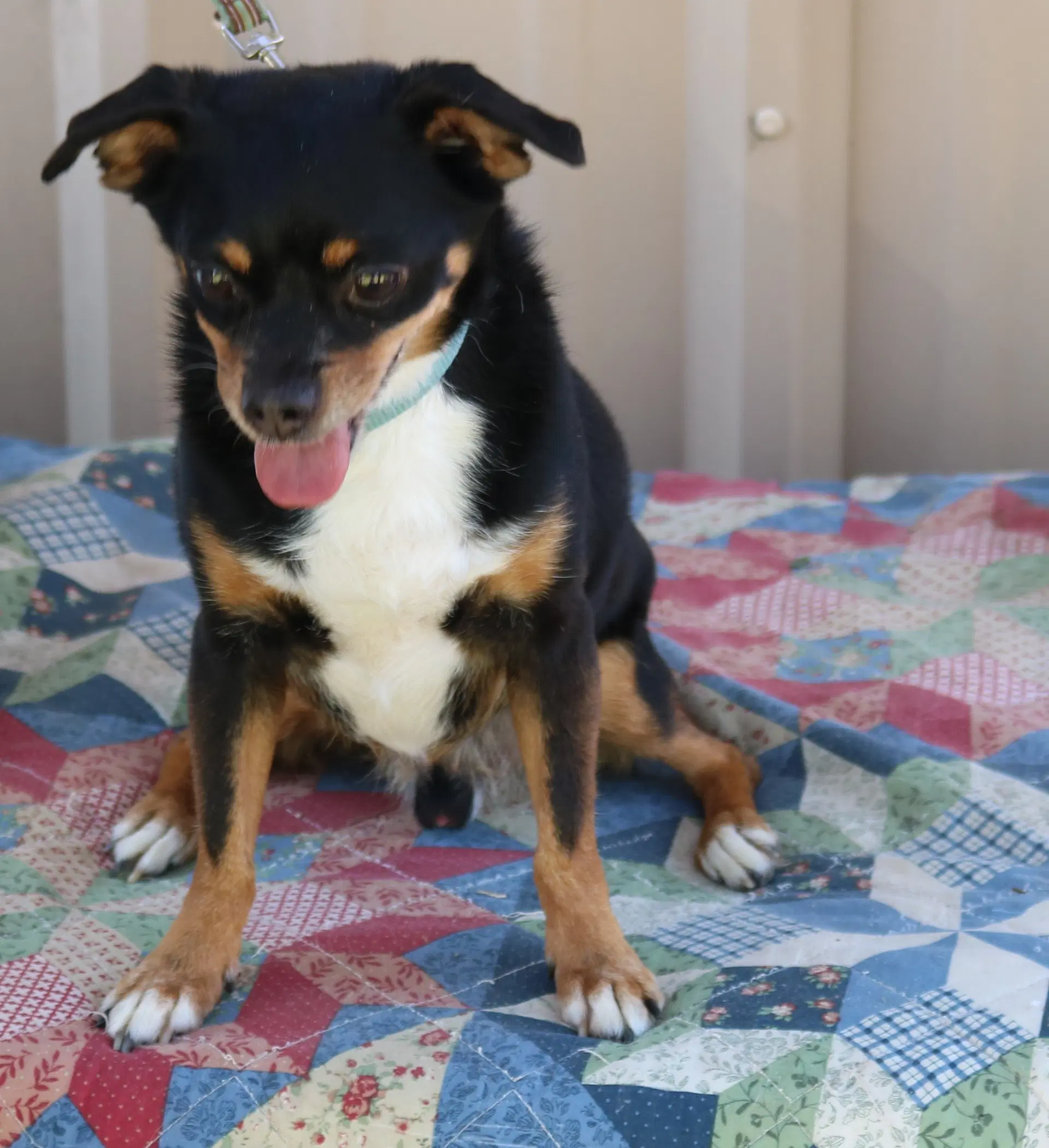 Toby image 2