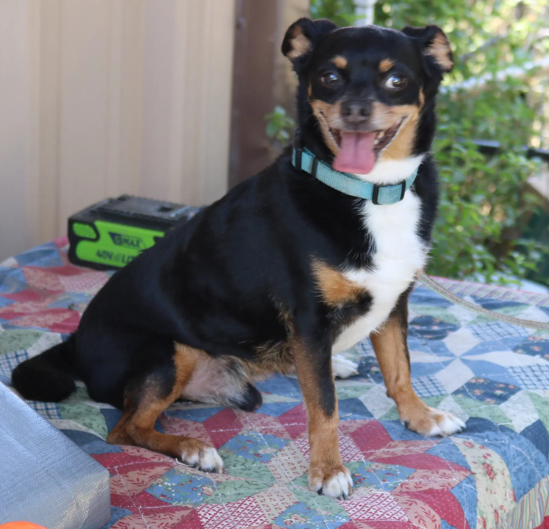 Toby - Chihuahua