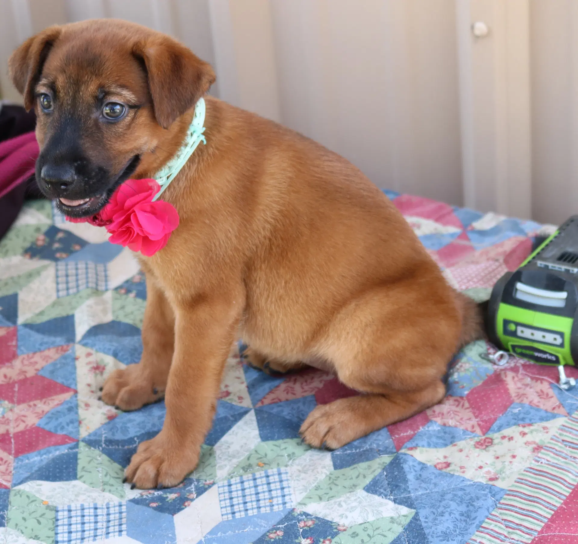Priscilla Prissy - Black Mouth Cur