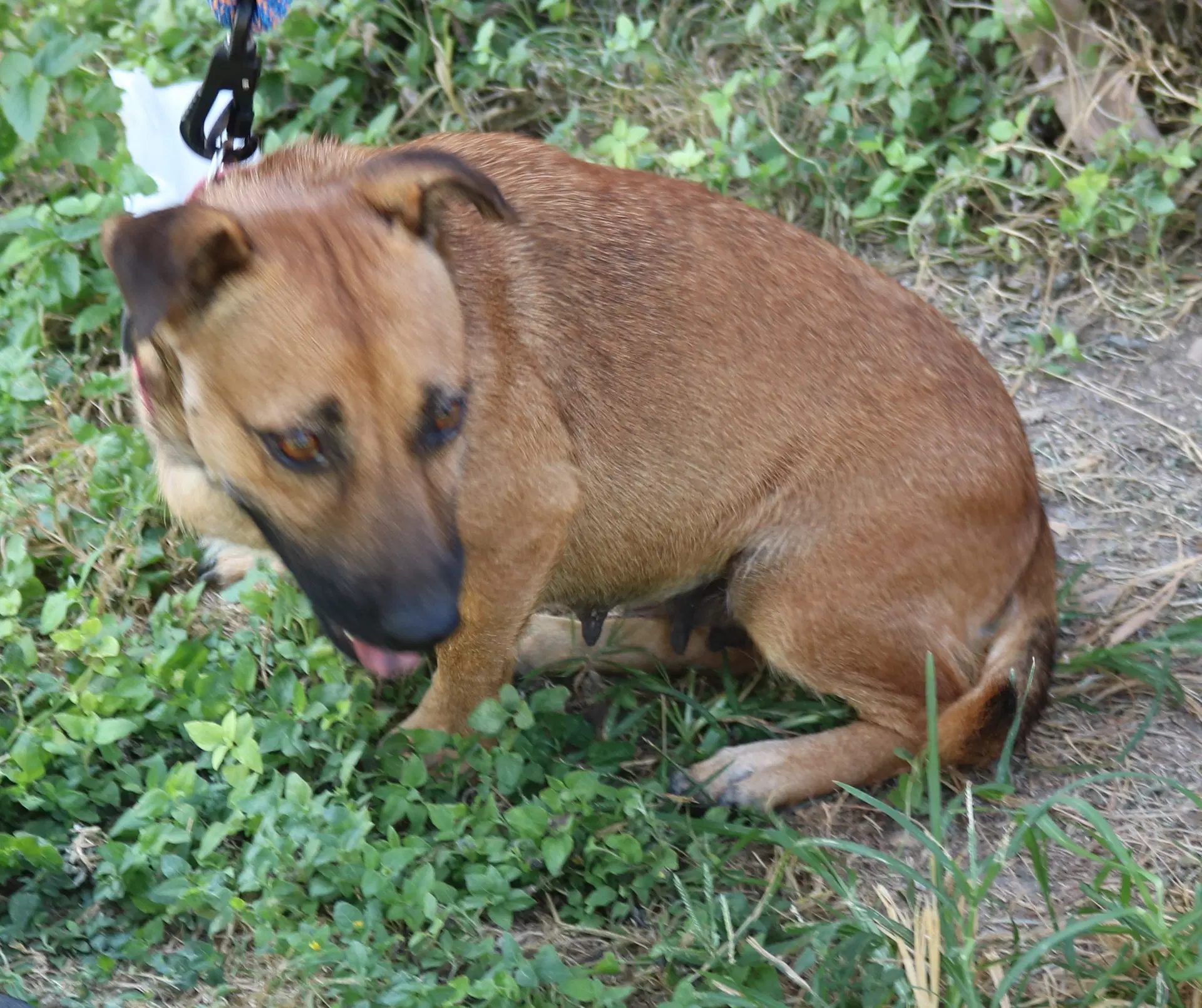 Pickles image 3