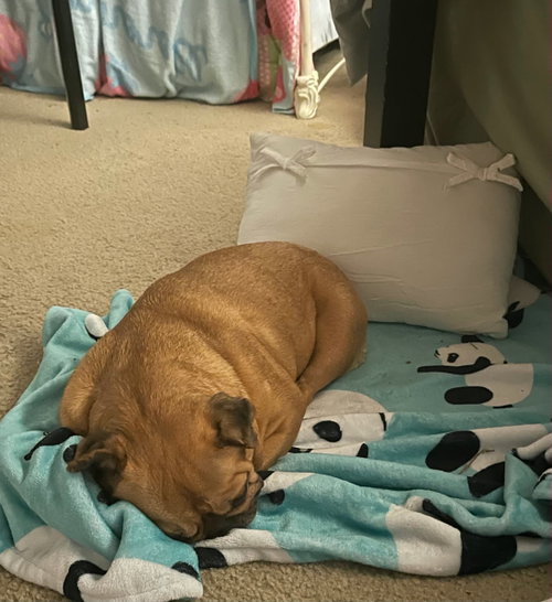 Photo 4 of Daisy