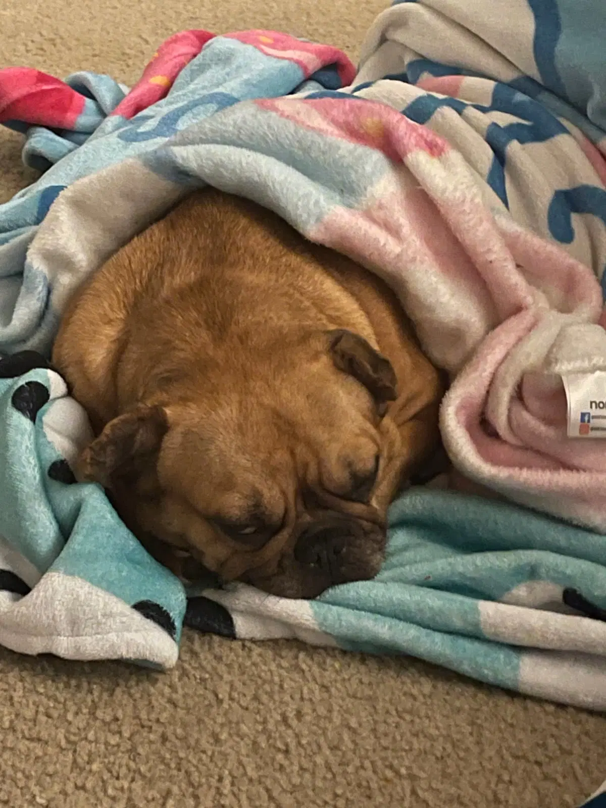 Daisy - French Bulldog