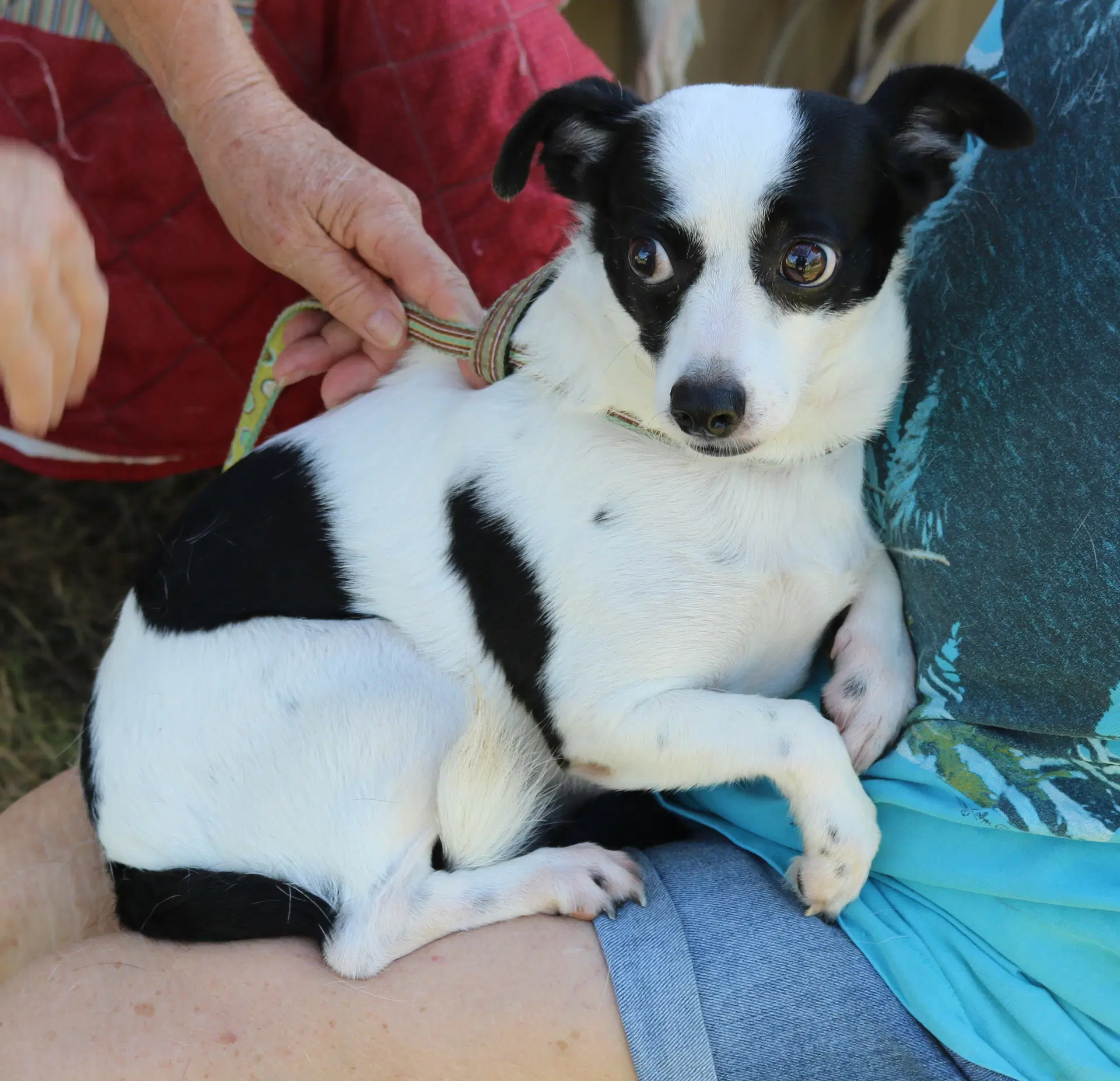 Blanca - Rat Terrier