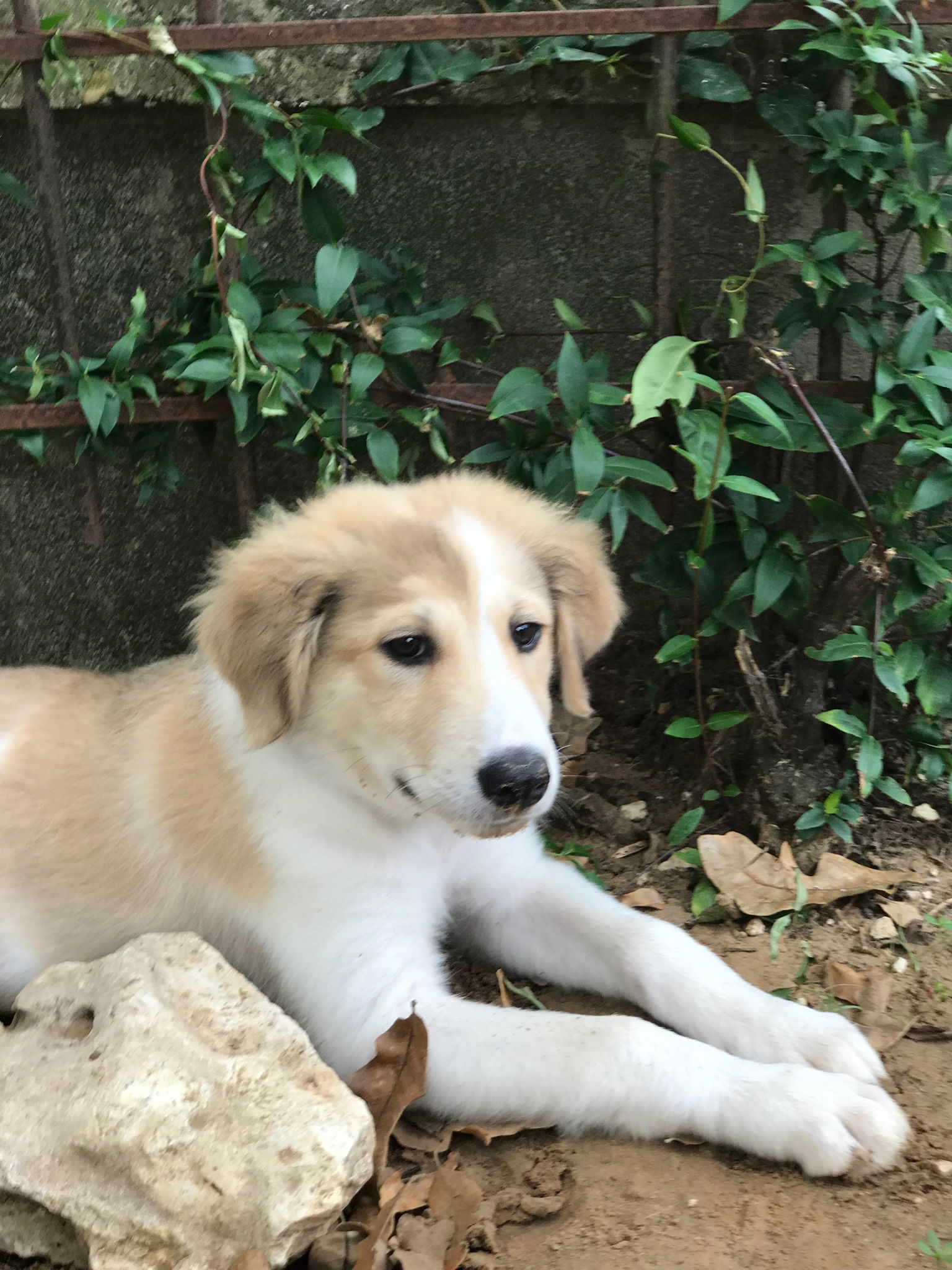 Great pyrenees australian shepherd mix store full grown