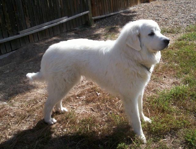 Female store great pyrenees