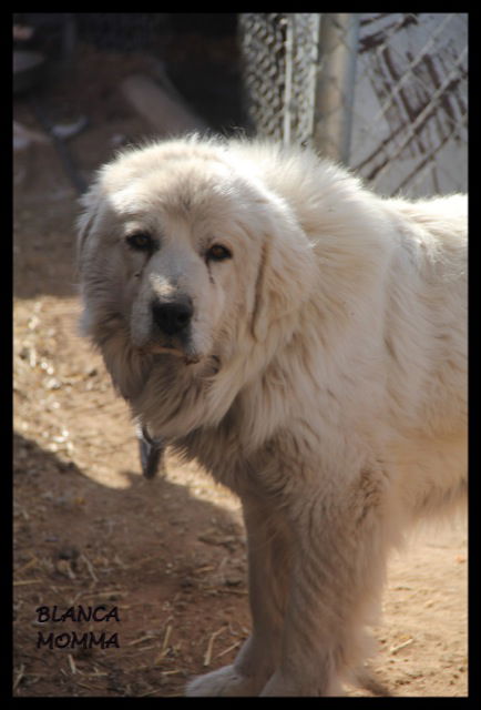 Blanca