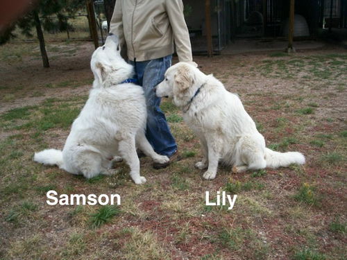 Samson