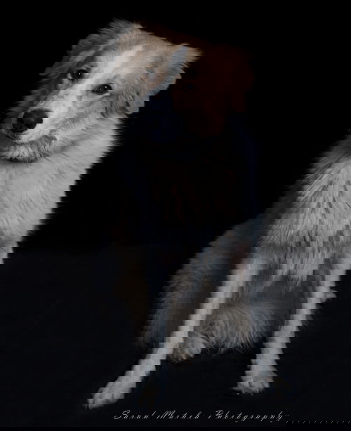 Roscoe