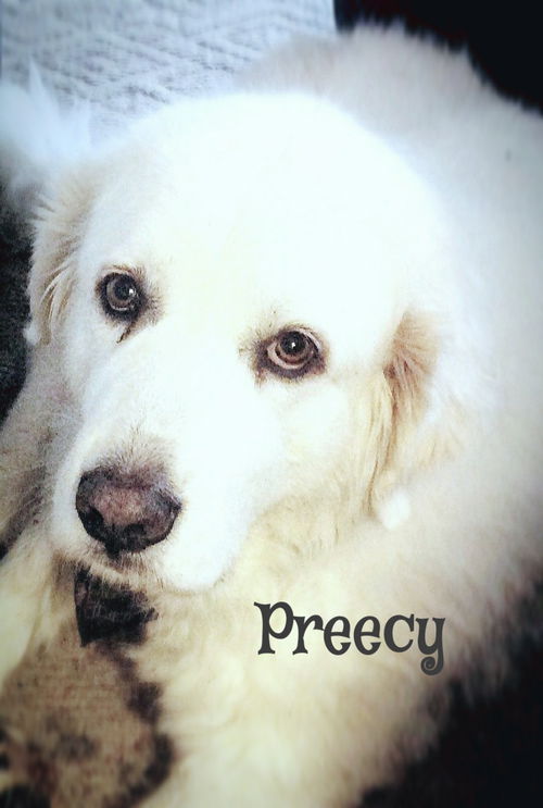 Preecy