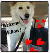 Willow