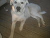 Buddy