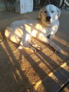 Buddy
