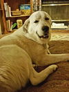 Buddy