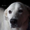 Buddy
