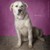 Buddy