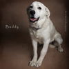 Buddy