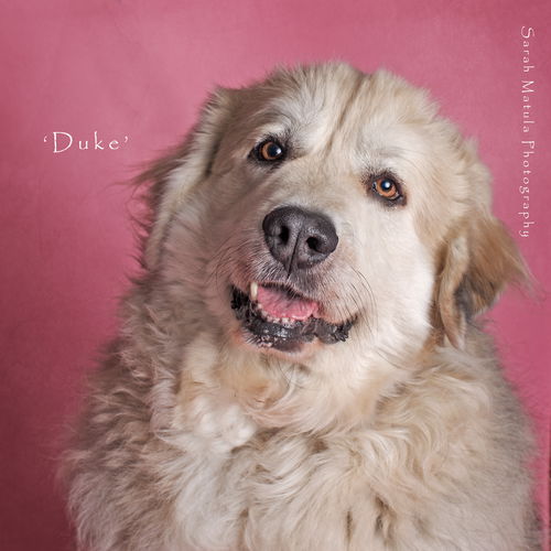 Duke