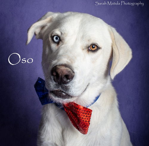 Oso