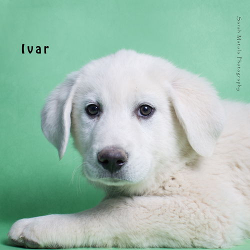 Ivar