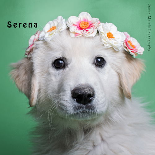 Serena AKA LUCCA