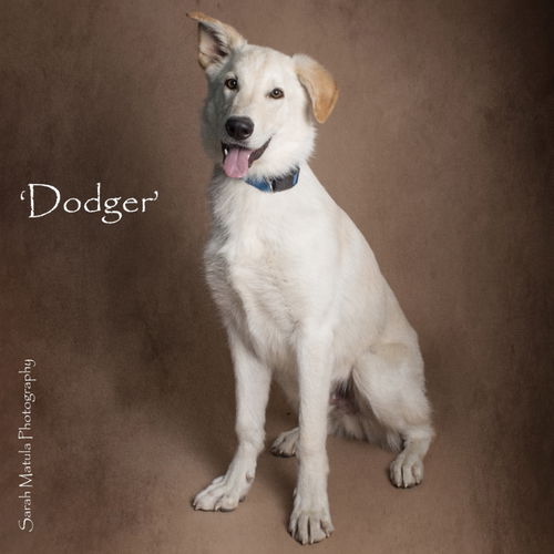 Dodger